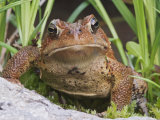 American Toad (Bufo Americanus), North America Photographie par Adam Jones