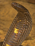 Black Pakistani Cobra, Naja Naja Karachiensis Photographic Print by Jack Michanowski