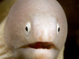 David Fleetham - White-Eyed Moray Eel Head (Muraena Thyrsoides), Malaysia Fotografická reprodukce