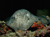 Black-Spotted Stingray (Taeniura Meyeni) Photographic Print by Reinhard Dirscherl