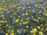 Spring Wildflowers, Layia and Lupine, on the Carrizo Plains, California, USA Photographic Print by Gerald & Buff Corsi