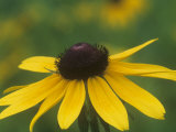 Black-Eyed Susan Composite Flower, Rudbeckia Hirta, USA Photographic Print by Dick Poe