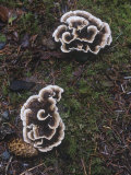 Zoned Phellodon Mushrooms, Phellodon Tomentosus, North America Photographic Print by Gerald & Buff Corsi