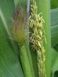 Male and Female Flowers of Corn, Zea Mays Photographic Print by David Sieren