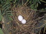 Mourning Dove Nest with Two Eggs, Zenaida Macroura, North America Lámina fotográfica por Charles Melton Mourning Dove Nest with Two Eggs, Zenaida Macroura, North America Lámina fotográfica por Charles Melton