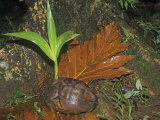 Sprouting Coconut Seed Washed Ashore by High Surf Photographic Print by Gay Bumgarner