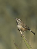Cactus Wren on an Agave Leaf (Campylorhynchus Brunneicapillus), Sonoran Desert, Arizona, USA Photographie par Charles Melton