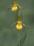 Yellow Lady's Slipper, Cypripedium Calceolus, Orchidaceae, North America Fotografie-Druck von John & Barbara Gerlach