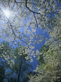 Skyward View of the Flowering Dogwood in the Spring, Cornus Florida, Eastern North America Photographic Print by Adam Jones