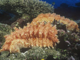 Sea Cucumbers, Thelenota Rabralineata, Fiji, Pacific Ocean Photographic Print by David Fleetham