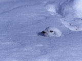 White-Tailed Ptarmigan, Lagopus Leucurus, in Winter Plumage Almost Buried by Snow, North America Photographic Print by Charles Melton