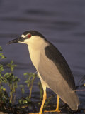 Black-Crowned Night Heron, Nycticorax Nycticorax, North America Photographic Print by Arthur Morris