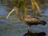 Glossy Ibis, Plegadis Falcinellus, Florida, USA Photographic Print by John Cornell