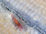 Commensal Shrimp (Periclimenes Soror) on a Seastar, Malaysia Fotografisk tryk af David Fleetham