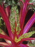 Swiss Chard, Bright Lights Variety Photographic Print by Wally Eberhart