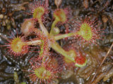 Sundew Carnivorous Plant (Drosera) Photographic Print by Robert Servrancky