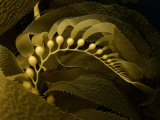 Giant Kelp Frond Showing Pneumatocysts (Macrocystis Pyrifera), California, USA Lámina fotográfica por David Fleetham