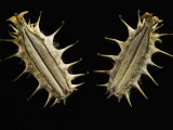 Bur Parsley Seeds Photographie par Solvin Zankl