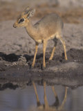 Damara Dik-Dik Alert at a Waterhole, Madoqua Kirkii, Etosha, Namibia, Africa Photographic Print by Charles McRae