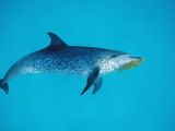 Atlantic Spotted Dolphin, Stenella Frontalis, Bahamas, Atlantic Ocean Lámina fotográfica por Reinhard Dirscherl Atlantic Spotted Dolphin, Stenella Frontalis, Bahamas, Atlantic Ocean Lámina fotográfica por Reinhard Dirscherl