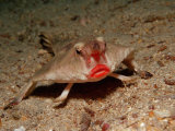 Red-Lipped Batfish (Ogcoephalus Darwini), Galapagos Island, Pacific Ocean Photographic Print by Reinhard Dirscherl