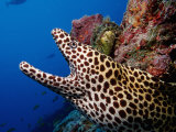 Black-Spotted Moray Gymnothorax Melanospilos Indian Ocean Photographie par Reinhard Dirscherl