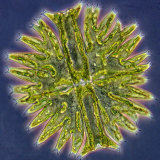 Green Algae Micrasterias, a Flat Placoderm Desmid with Highly Lobed Semicells Photographic Print by Peter Siver