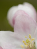 Close-Up of an Apple Blossom and its Flower Parts in the Spring Photographie