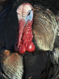 Wild Turkey (Meleagris Gallopavo) Photographic Print by Tom Walker