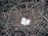 Greater Roadrunner Eggs in the Nest, Geococcyx Californianus, Western USA Lámina fotográfica por Charles Melton