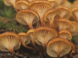Fuzzy Foot Mushrooms Growing on a Decaying Log, Xeromphalina Campanella, North America Photographic Print by Jana Jirak