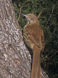 Brown Thrasher, Toxostoma Rufum, North America Photographie par Gary Carter