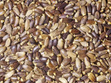 Milk Thistle Seeds for Use as a Spice (Silybum Marianum). Native to Southern Europe Photographic Print by Ken Lucas