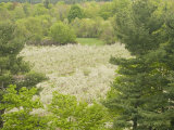 Apple Orchard in Bloom Viewed from Above, Surrounded by a Variety of Coniferous and Deciduous Trees Photographic Print