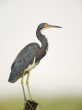 Tricolored Heron (Egretta Tricolor), Southern USA Photographic Print by Arthur Morris