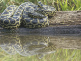 Yellow Anaconda (Eunectes Notaeus), Northern Argentina Fotografie-Druck von Mary Ann McDonald