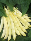 Wax Beans, 'Romano 264' Photographic Print by Wally Eberhart