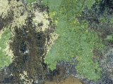 Volborthite Photographic Print by Ken Lucas