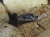 Black Rat Snake Egg Hatching, Elaphe Obsoleta, Eastern North America Lámina fotográfica por Bill Beatty