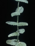 Peppermint Stem Showing Opposite Leaves, Mentha Piperita Photographic Print by Jerome Wexler
