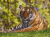 Bengal Tiger Sitting, Panthera Tigris, Asia Lámina fotográfica por Adam Jones Bengal Tiger Sitting, Panthera Tigris, Asia Lámina fotográfica por Adam Jones