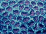 Fluorescing Hard Coral, Komodo National Park, Indian Ocean Photographic Print by Reinhard Dirscherl