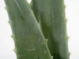 Close Up of Aloe Vera Plant Photographic Print