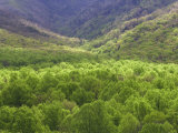 New Spring Tree Foliage on Side of Mt Leconte, Great Smoky Mountains National Park, Tennessee Photographic Print by Adam Jones
