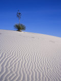 Yucca Plant Atop a Sand Dune, White Sands National Monument, New Mexico, USA Photographic Print by Adam Jones