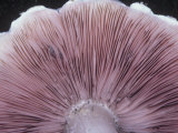 Gill Structure of a Mushroom Photographic Print by Richard Walters