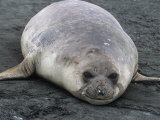 Southern Elephant Seal, Mirounga Leonina, South Georgia Islands, Antarctic Region Photographic Print by Gerald & Buff Corsi