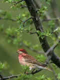 Male Purple Finch, Carpodactus Purpureus, Northeastern USA Photographic Print by John & Barbara Gerlach