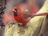 Male Northern Cardinal (Cardinalis Cardinalis) Near Wild Grape (Vitis) Berries, Eastern USA Photographie par Steve Maslowski