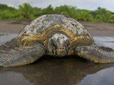 Green Sea Turtle. Chelonia Mydas. Tortuguero, Costa Rica Lámina fotográfica por Neil Osborne Green Sea Turtle. Chelonia Mydas. Tortuguero, Costa Rica Lámina fotográfica por Neil Osborne